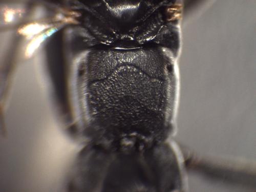 Agrothereutes aterrimus